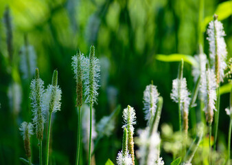 
blooming tender field spikelets in green grass