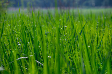 
juicy green grass in drops of morning dew