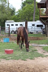 Naklejka premium horse grazing in a corral with horse trailer in the background