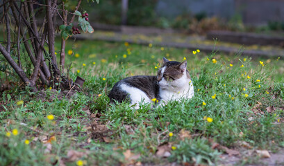 Fototapeta na wymiar The cat is lying in the grass.