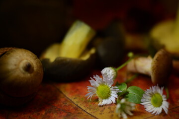 Boletus pruinatus mushrooms and honey agarics on colorful autumn leaves