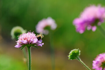 
bee sitting on a pink wildflower