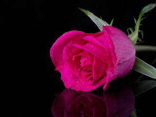 drops on roses. Abstract flower with pink rose on black background - Valentines, Mothers day, anniversary, condolence card. Beautiful rose. close up roses . red kamala . panorama