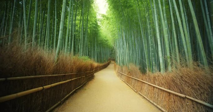 Tracking shot, walking through Arashiyama Bamboo Forest in Japan