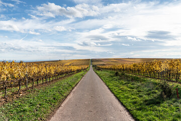 Fototapeta na wymiar Herbst Farben in Weinbergen in Rheinhessen