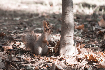 squirrel in the forest