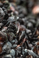 macro of the mussels