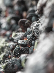 macro of the mussels