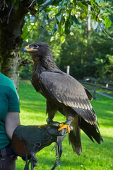 Beautiful cordillary eagle sits on the hand of a falconer