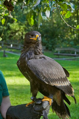 Beautiful cordillary eagle sits on the hand of a falconer