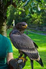 Beautiful cordillary eagle sits on the hand of a falconer