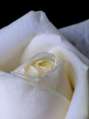 Fototapeta na wymiar drops on roses. Abstract flower. white rose on black background - Valentines, Mothers day, anniversary, condolence card. Beautiful rose. close up roses . panorama