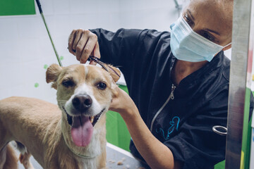 A young woman with a mask cuts the hair of a medium-sized brown dog