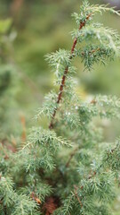 Blurred image out of focus conifer tree background