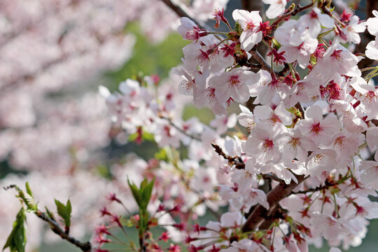 Close up photo of cherry blossoms in full bloom