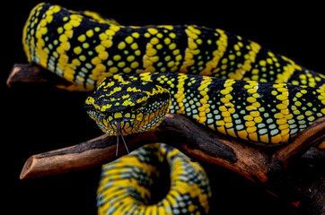 Tripodolaemus Wagleri