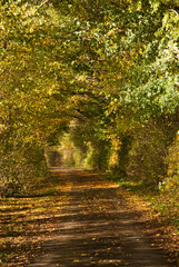Fototapeta na wymiar Autumn Tree Tunnel Vertical