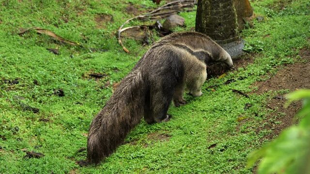 giant anteater Myrmecophaga tridactyla or ant bear insectivorous mammal eating in the grass Martinique zoo