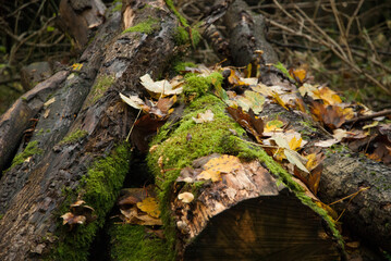Moss on Cut Trees