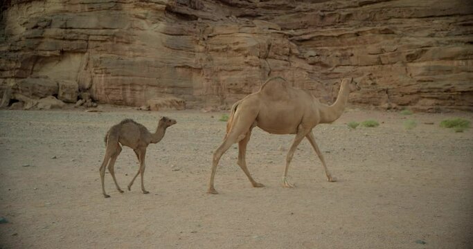 Baby follows mother camel in Saudi Arabia desert, wide