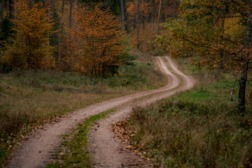 road in autumn forest