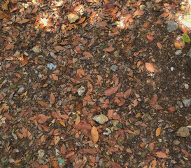 red and yellow leaves