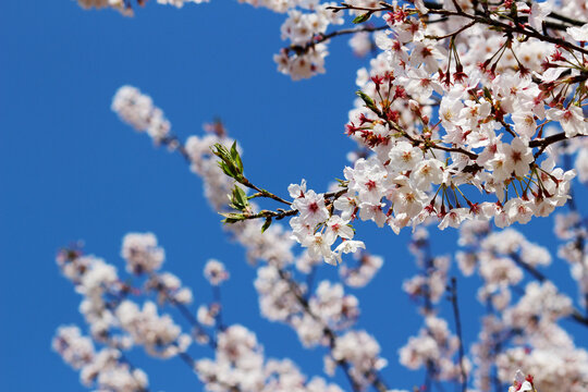 Close up photo of cherry blossoms in full bloom