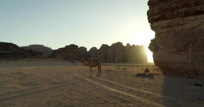 Wide, camels in Saudi Arabia desert at sunset