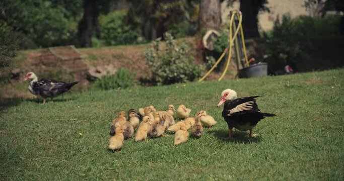 Family of ducks on farm in French countryside, close up