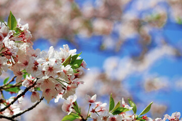 Close up photo of cherry blossoms in full bloom