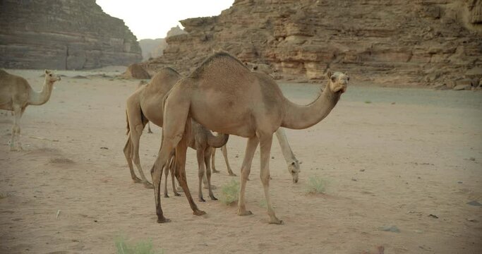 Pan left, herd of camels in Saudi Arabia desert