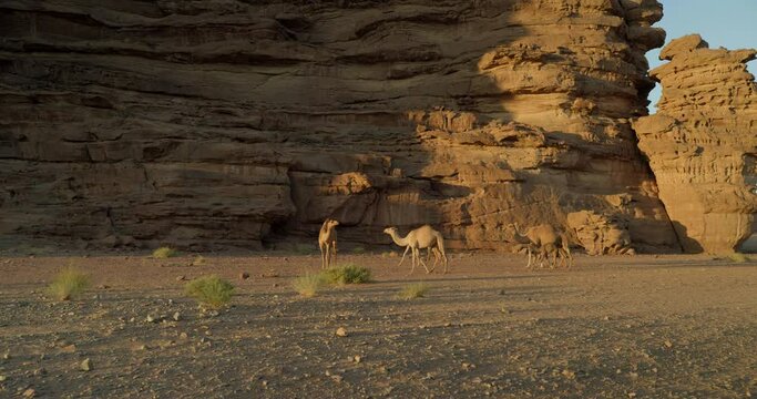 Camels near Saudi Arabia desert cliffs at sunset, wide