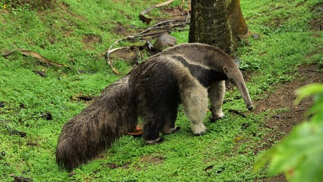 Beautiful adult mammal giant anteater in Martinique zoo walking away rainy day tropical climate
