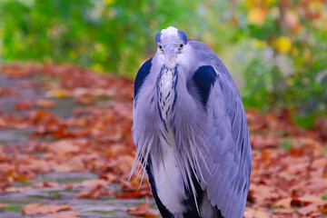 gros plan h&eacute;ron