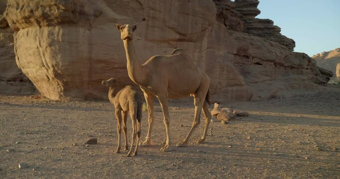 Pan right, mother and baby camel in Saudi Arabia at sunset
