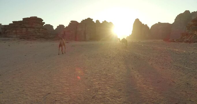 Wide, camels walk near desert cliffs at sunset in Saudi Arabia
