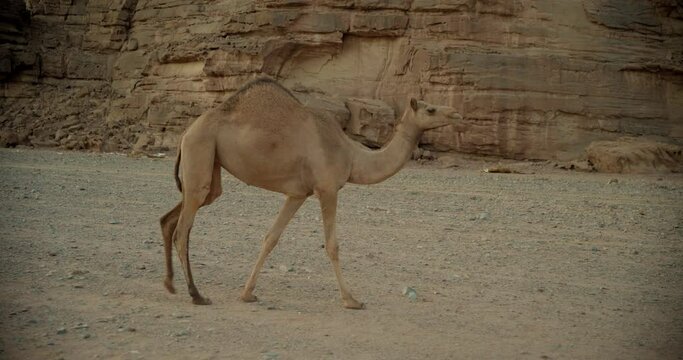 Steady cam, camel wanders in Saudi Arabia desert