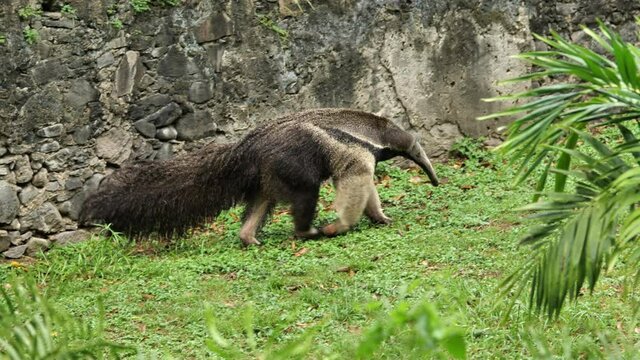 myrmecophaga tridactyla or giant anteater walking along a rocky wall Martinique zoo
