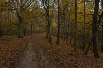 Obraz premium autumn in the forest