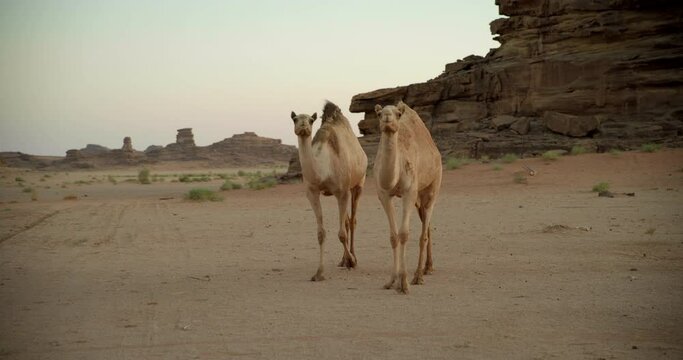 Wide, pair of camels in Saudi Arabia desert