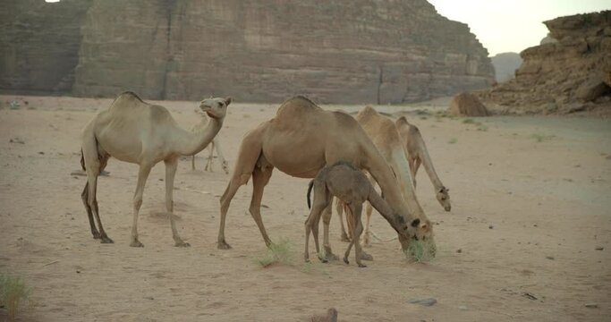 Family of camels in Saudi Arabia, wide