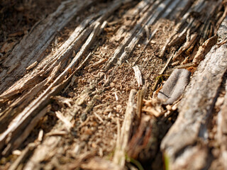 dry tree bark with a dark texture