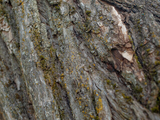 dry tree bark with a dark texture