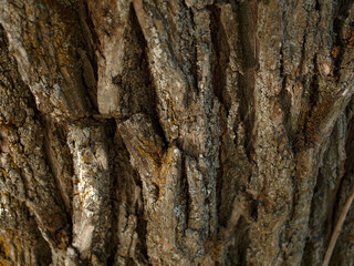 dry tree bark with a dark texture