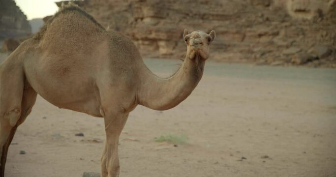 Close up, lone camel in Saudi Arabia desert