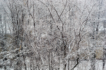 Fototapeta premium Winter urban frosty landscape - snow covered trees on foggy background