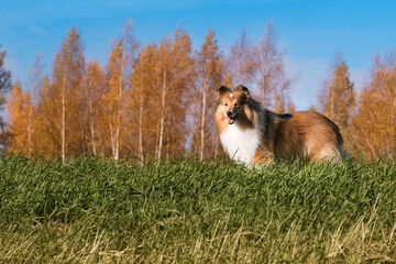 Sable white shetland sheepdog, sheltie outdoors autumn portrait blue sky and colorful background. Adorable small collie, little lassie. Herding dog originated in the Shetland Islands of Scotland