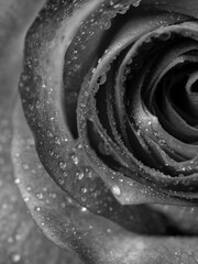 drops on roses. Abstract flower black white rose on black background - Valentines, Mothers day, anniversary, condolence card. Beautiful rose. close up roses . monochrome. panorama