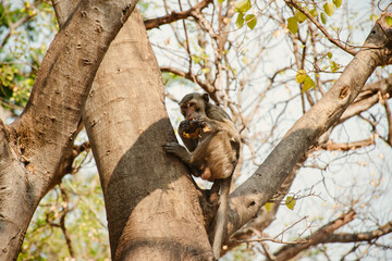 Young monkey eating banana in Thailand. Hungry monkey sitting on ground and eating fruit.
