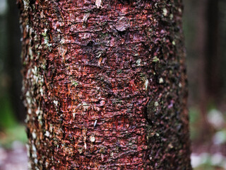 Tree with detailed bark